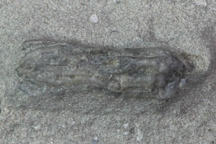 Bargain, Parisocrinus Crinoid Fossil - Crawfordsville, Indiana #68502